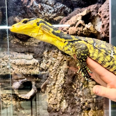 Water Monitors For Sale MorphMarket US Canada
